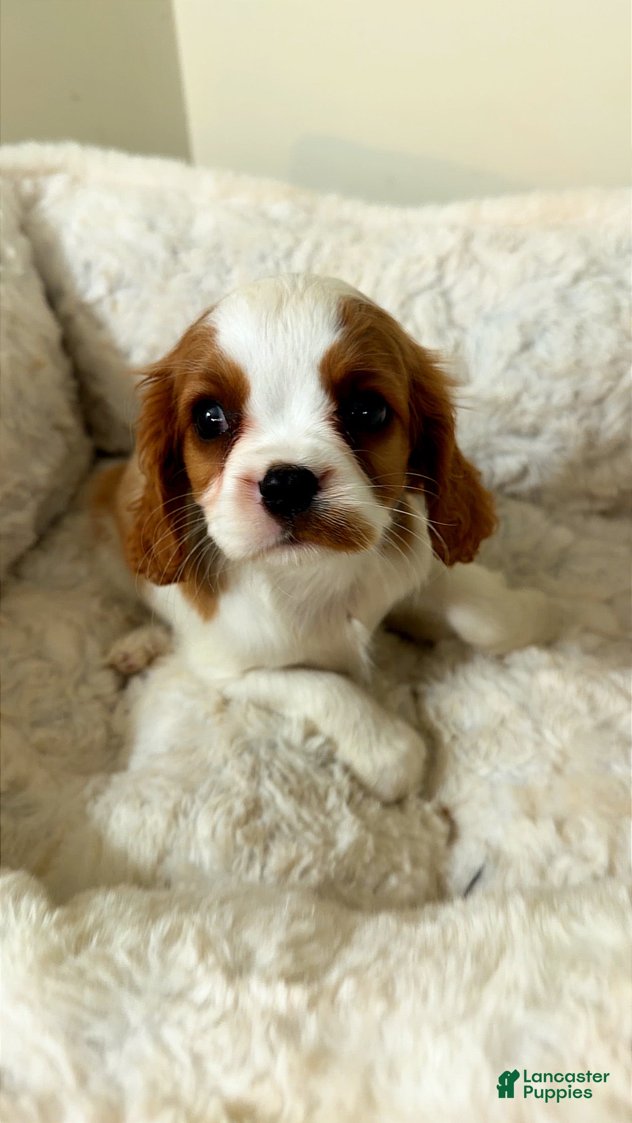 Cavalier King Charles Spaniel dogs Cinnamon  - Ad 8