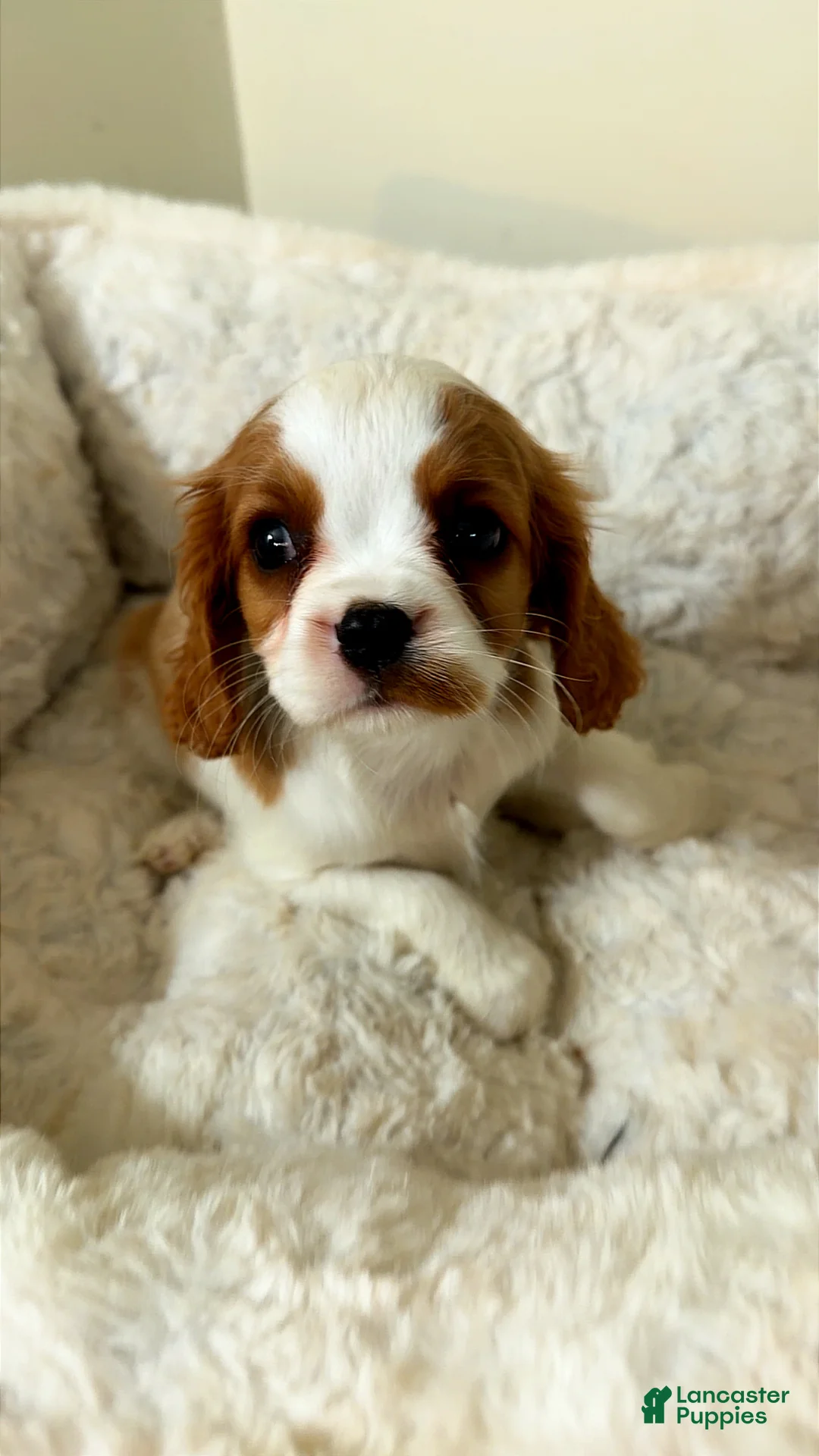 Cavalier King Charles Spaniel dogs for sale: Cinnamon  - Ad 1