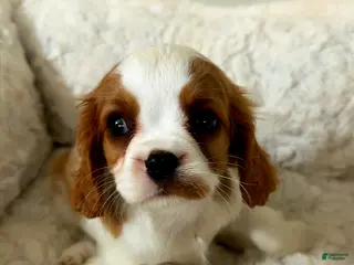 Cavalier King Charles Spaniel dogs Cinnamon - Ad 8