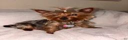 Yorkshire Terrier dogs for sale: Yorkshire Terrier 1 - Ad 4