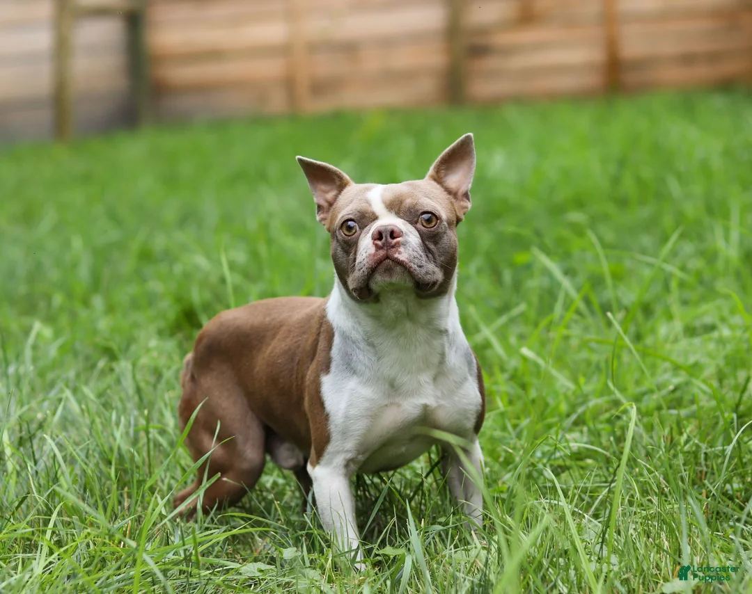 Boston Terrier dogs for sale: Champ - Ad 7