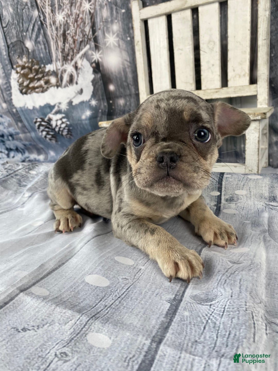 Mixed Breed dogs for sale: Buddy - Ad 8
