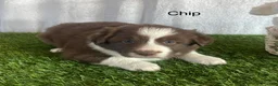 Border Collie dogs for sale: Border Collie Puppy 1 Chip - Ad 3
