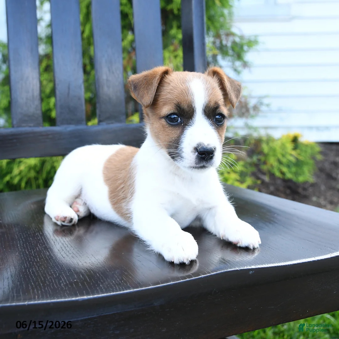 Jack Russell Terrier dogs for sale: Minnie - Ad 3