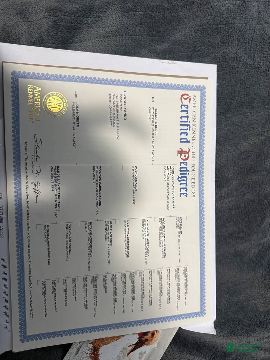 Rottweiler dogs for stud: Bowser  - Ad 3