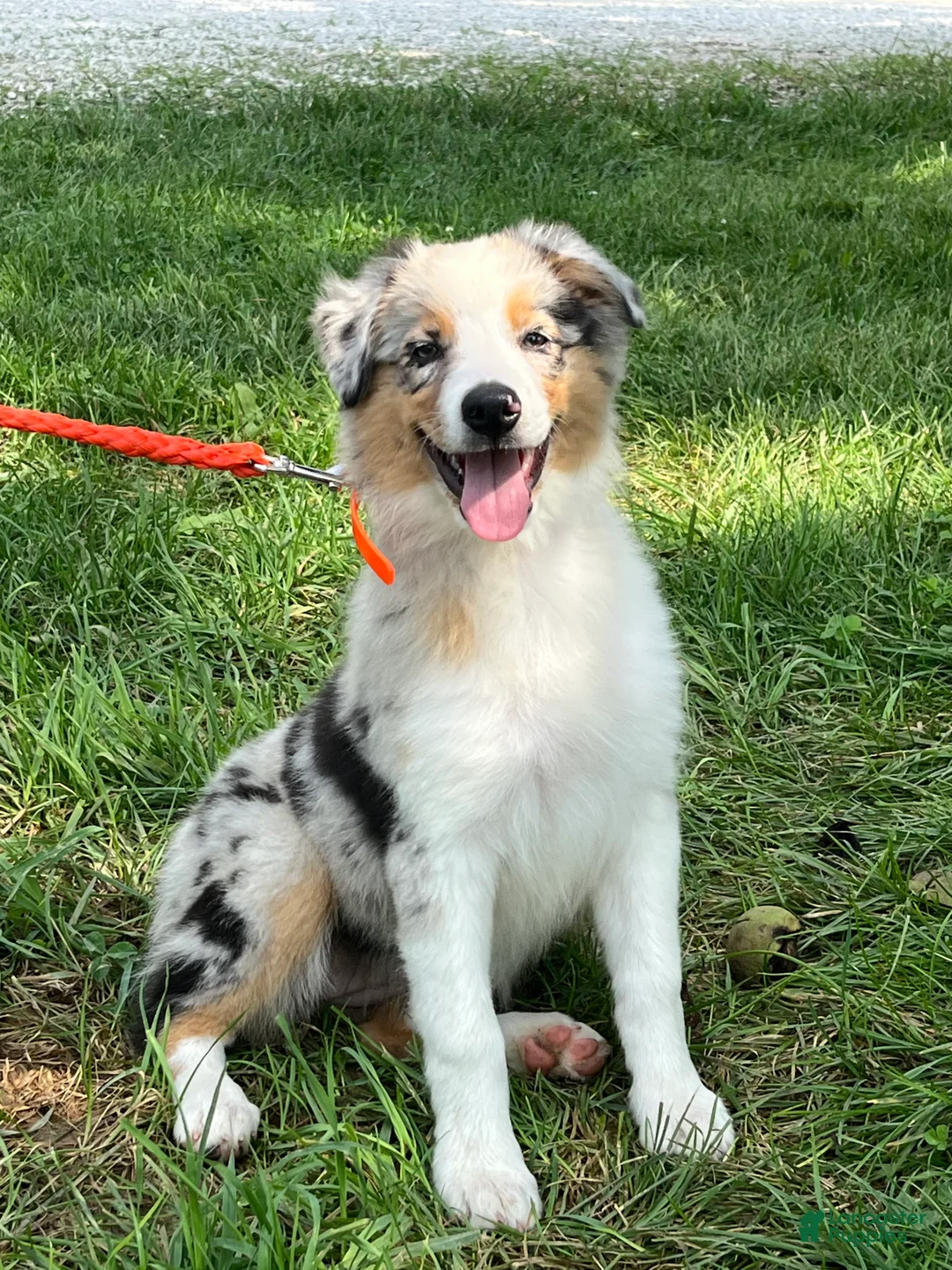 Gallery Image {{count}}