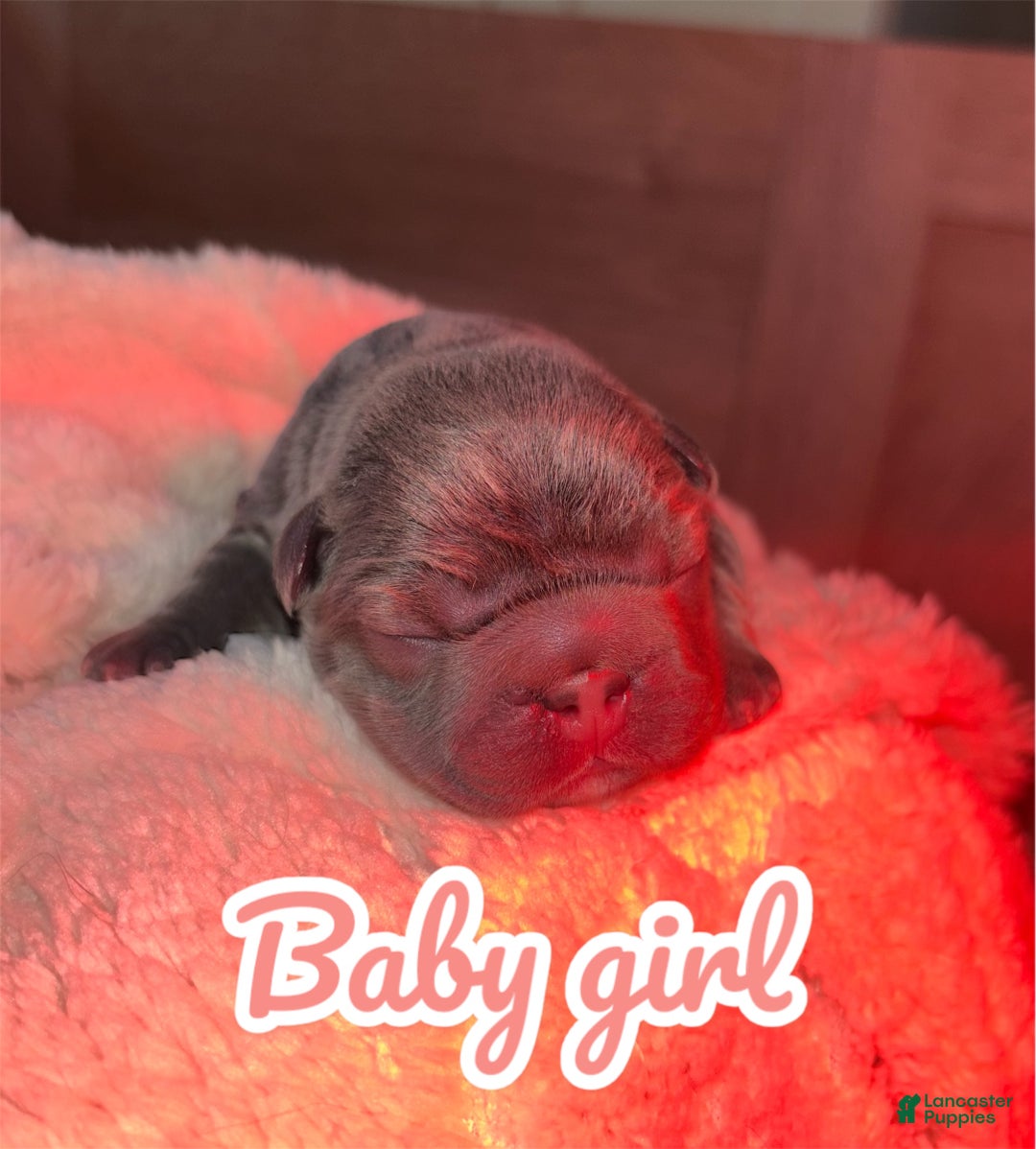 French Bulldog dogs for sale: French Bulldog Puppy 4 - Ad 2