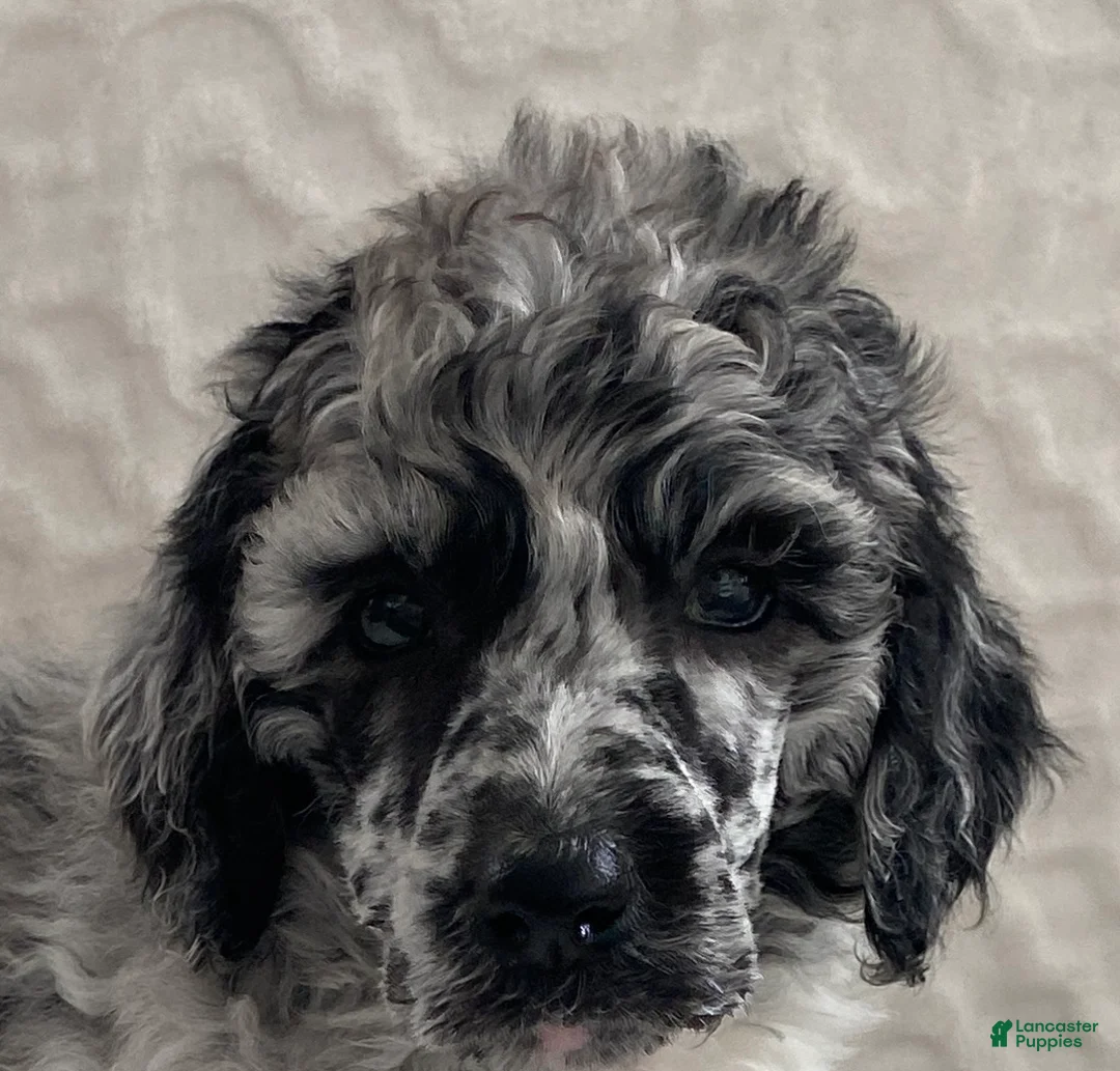 Standard Poodle dogs for sale: Kora- genetic clear - Ad 4