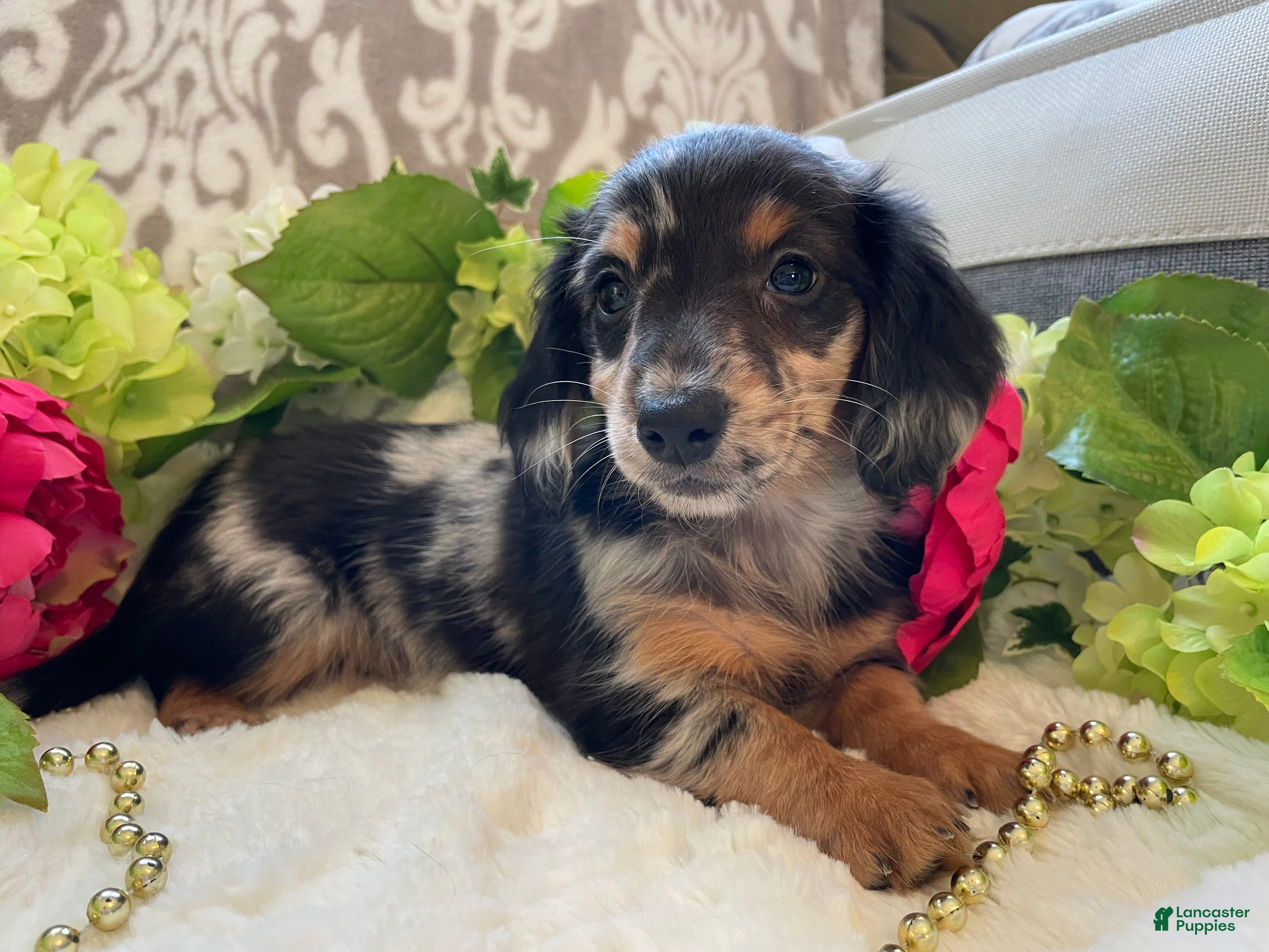 Miniature Dachshund dogs Lilly - Ad 2