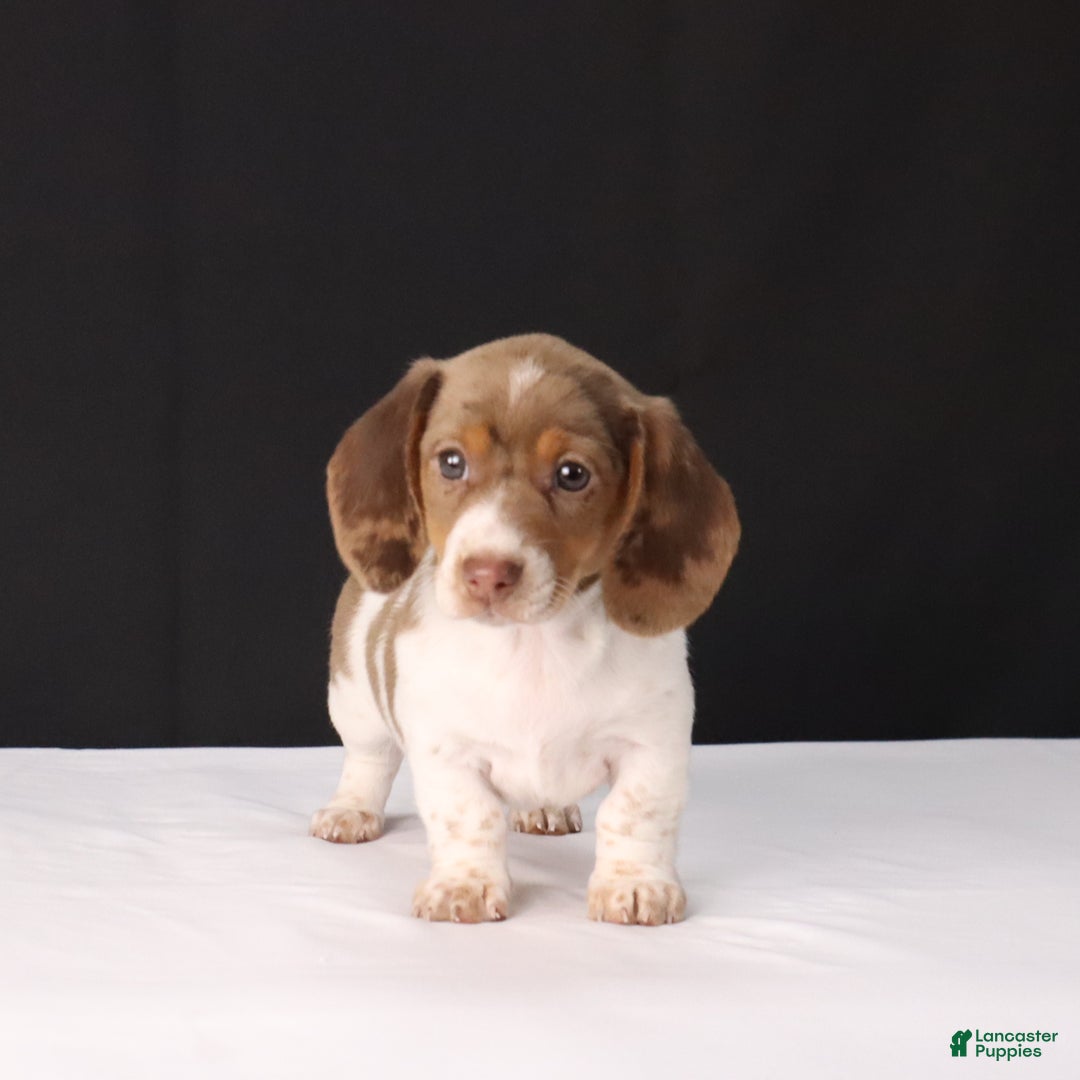 Dachshund dogs for sale: Kenzie - Ad 4