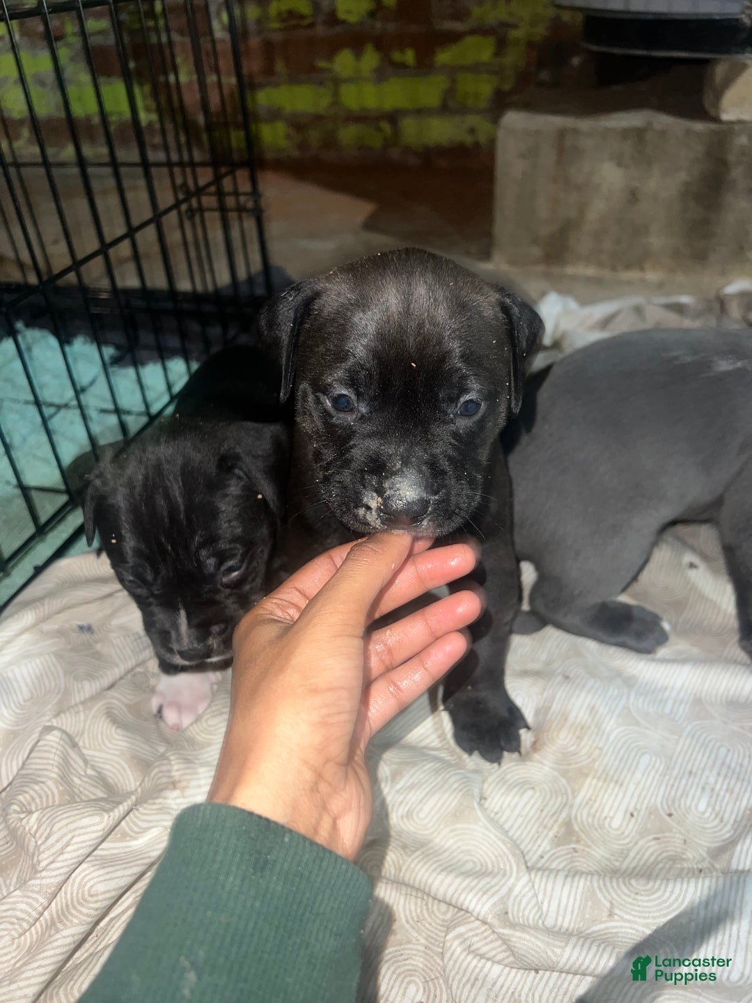 American Pit Bull Terrier dogs for sale: Bear - Ad 4