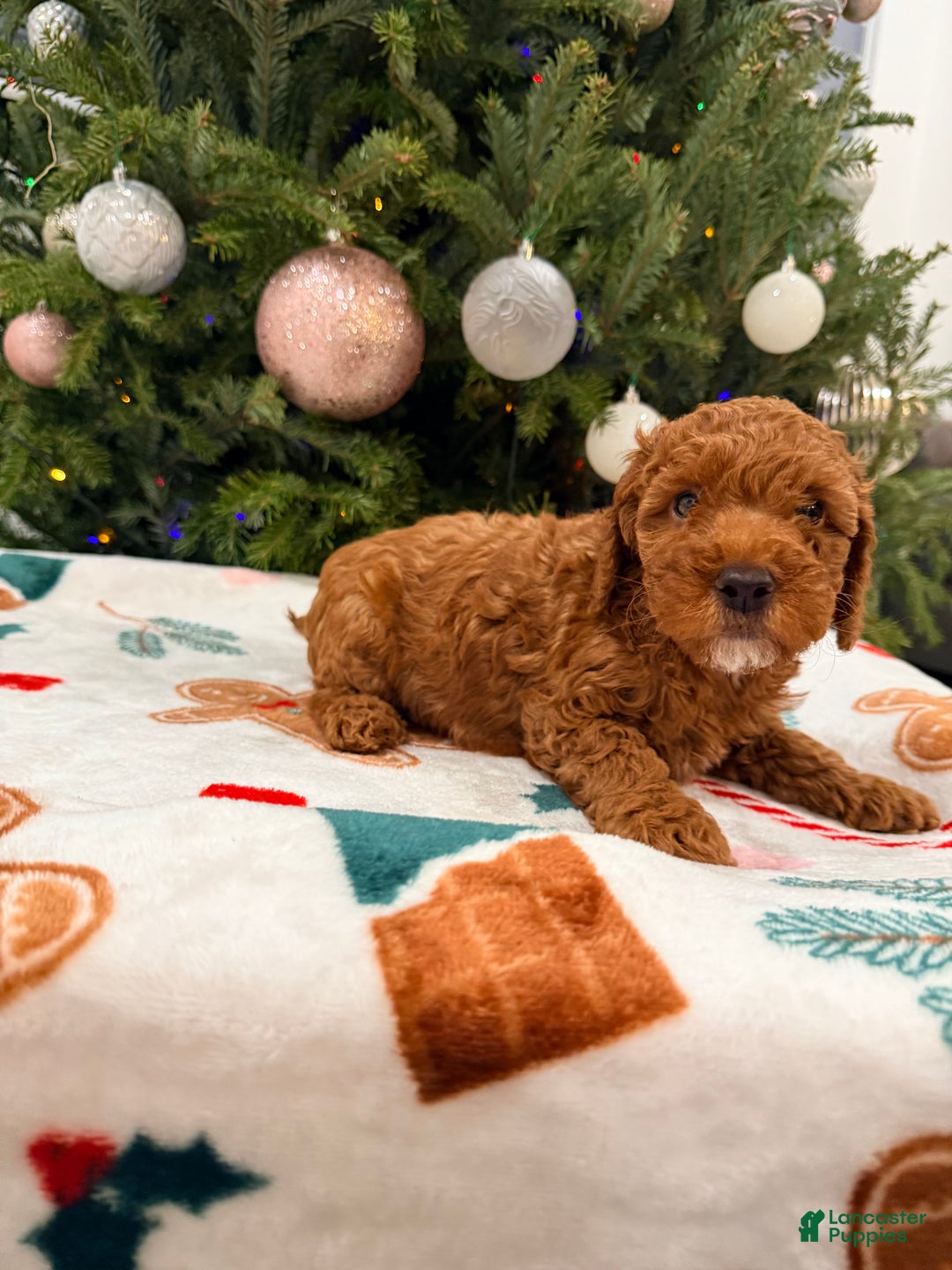 Mini Goldendoodle dogs for sale: Asher - Ad 2