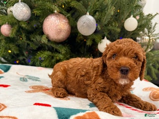 Mini Goldendoodle dogs Asher - Ad 26