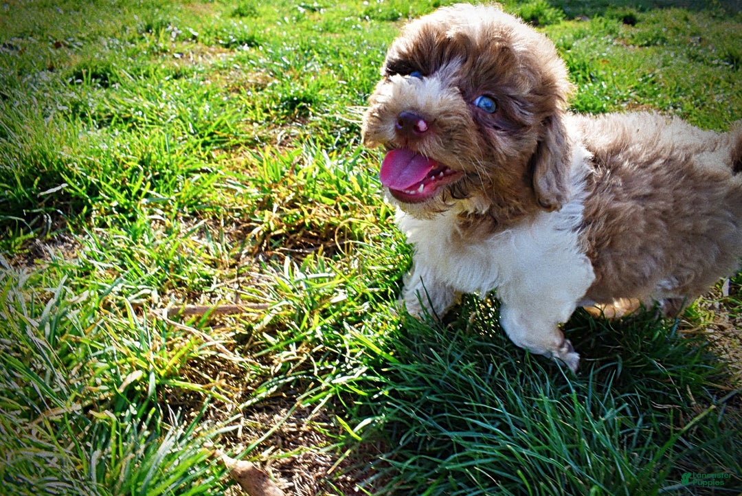 Havapoo dogs for sale: Patches - Ad 14