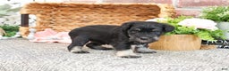 Miniature Schnauzer dogs for sale: Mercy - Ad 9