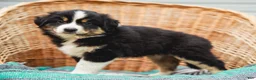 Miniature Australian Shepherd dogs for sale: Fern - Ad 6