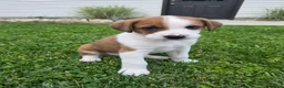 Mixed Breed dogs for sale: Flash - Ad 3