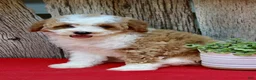Miniature Poodle dogs for sale: Daisy - Ad 2