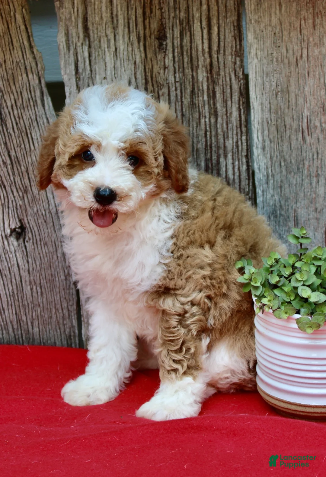 Miniature Poodle dogs for sale: Daisy - Ad 2