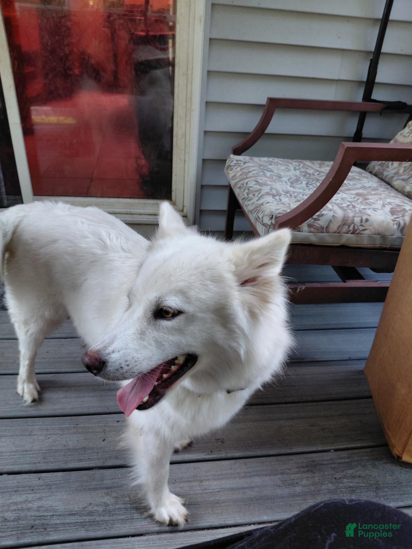 Pomsky dogs Peace - Ad 2