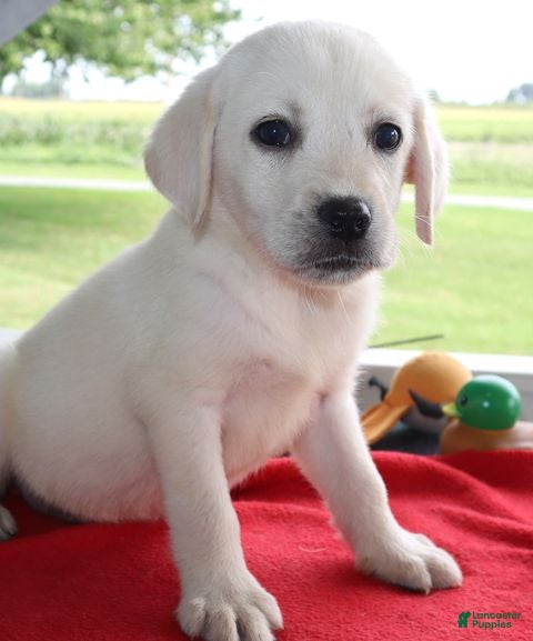 Labrador Retriever dogs Dallas - Champ lines - Ad 2