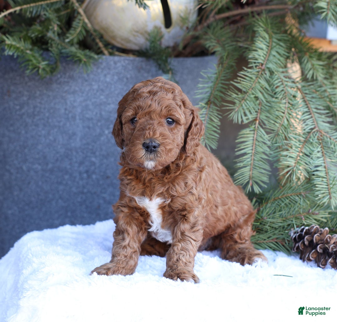 Goldendoodle dogs for sale: Archer - Ad 2