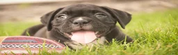 Boxer dogs for sale: Ford - Ad 3