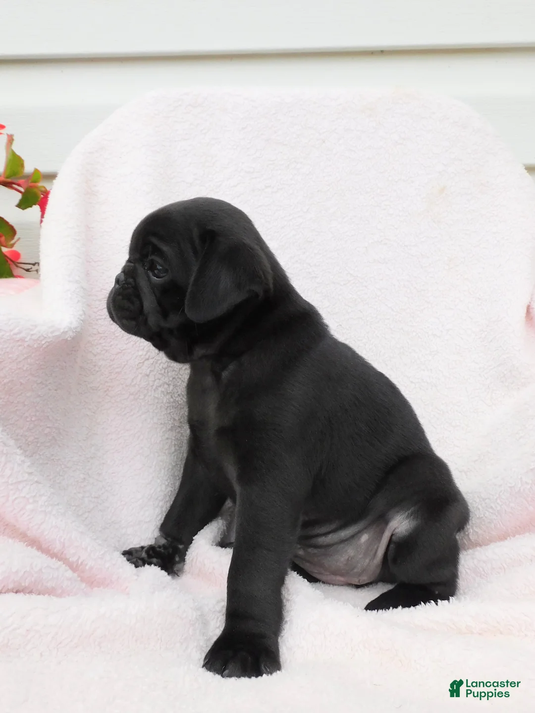 Pug dogs for sale: Lilly - Ad 6