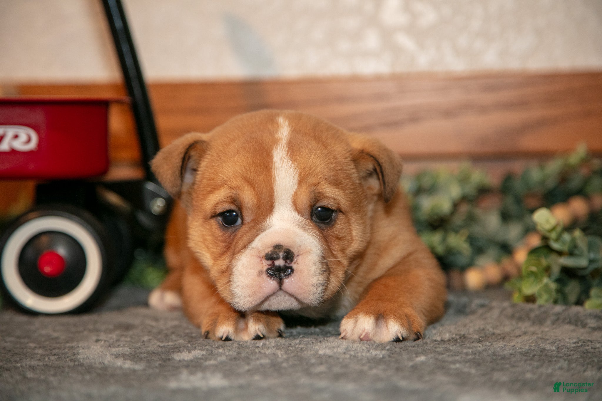 Mixed Breed dogs Pudge - Ad 2