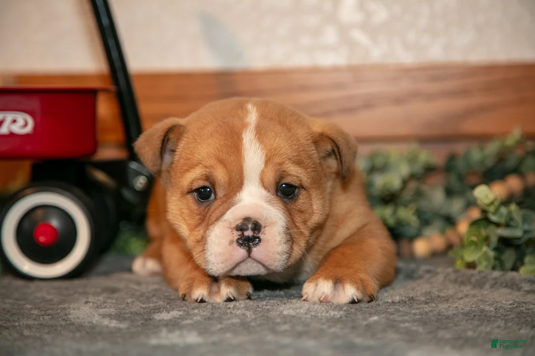 Mixed Breed dogs for sale: Pudge - Ad 2