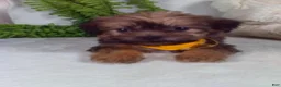 Shorkie dogs for sale: Grant - Ad 3