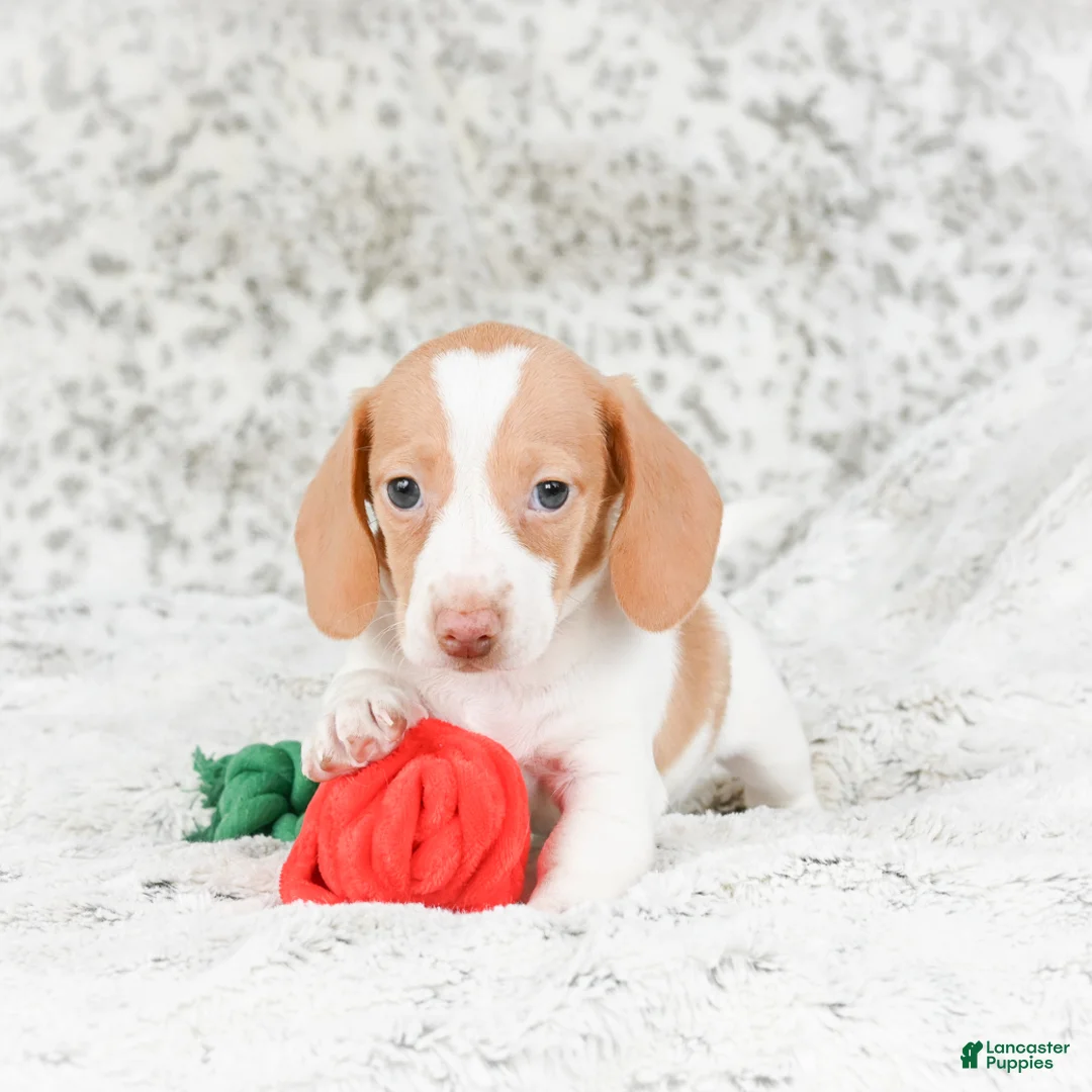 Miniature Dachshund dogs for sale: Chloe - Ad 6