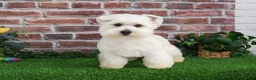 West Highland Terrier dogs for sale: Wren - Ad 4