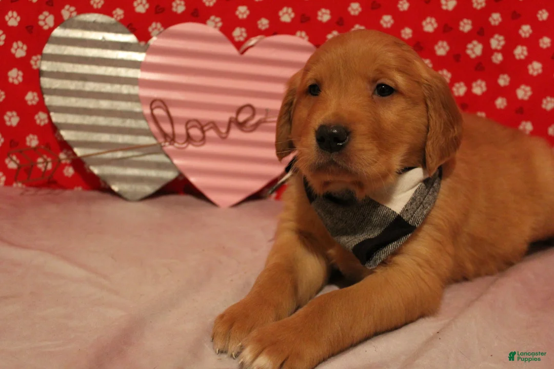 Golden Retriever dogs for sale: Finn - Ad 2