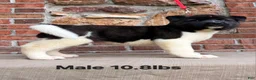 Akita dogs for sale: Akita Puppy 3 - Ad 3