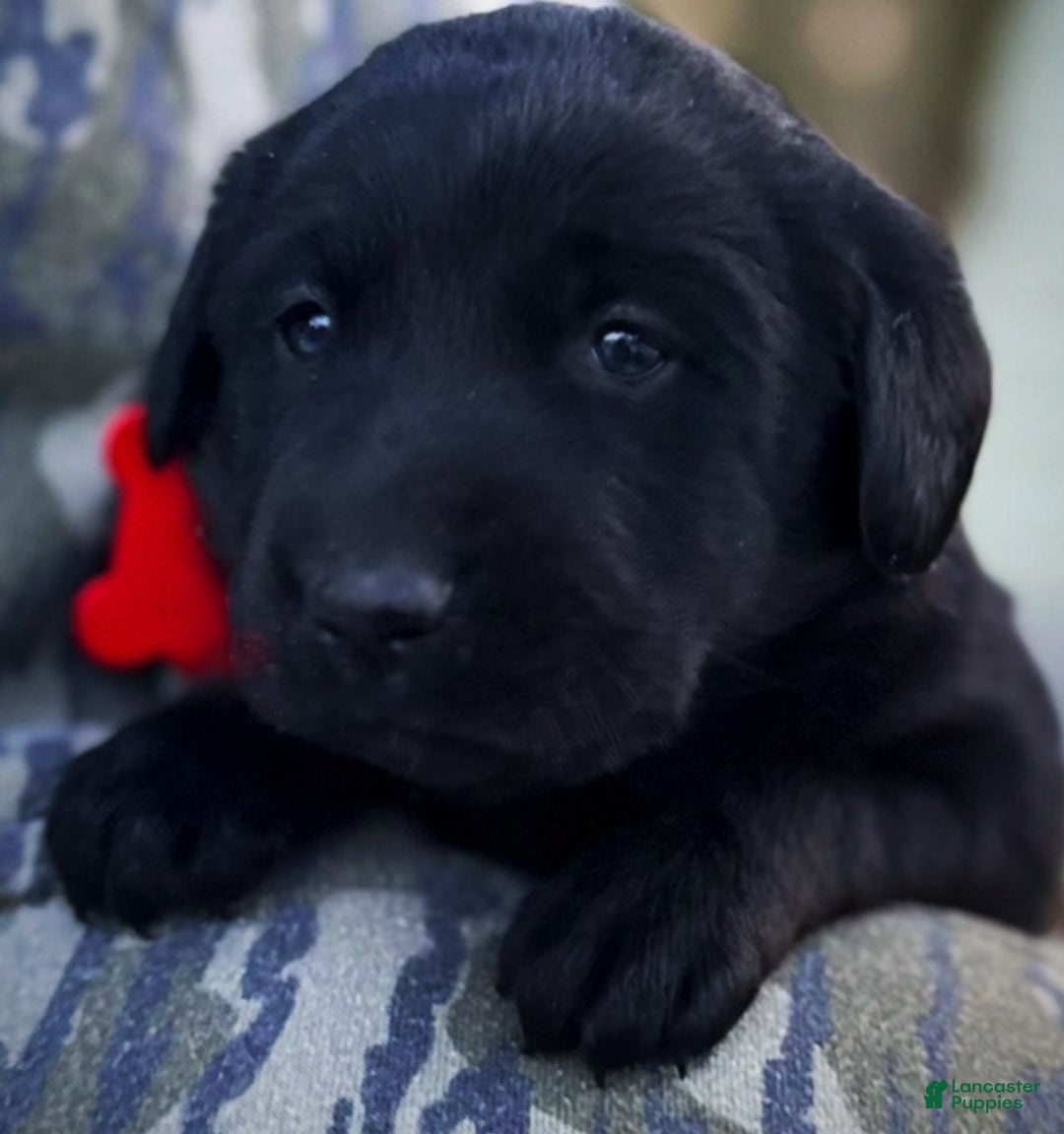 Labrador Retriever dogs for sale:  Puppy 1 - Ad 14