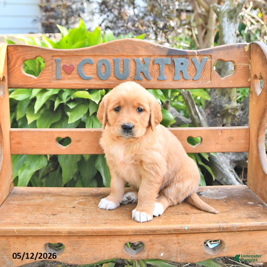 Golden Retriever dogs Bella Mia - Ad 1