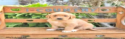Golden Retriever dogs for sale: Bella Mia - Ad 1