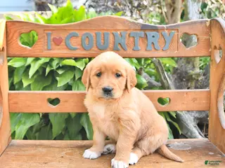 Golden Retriever dogs for sale: Bella Mia - Ad 4