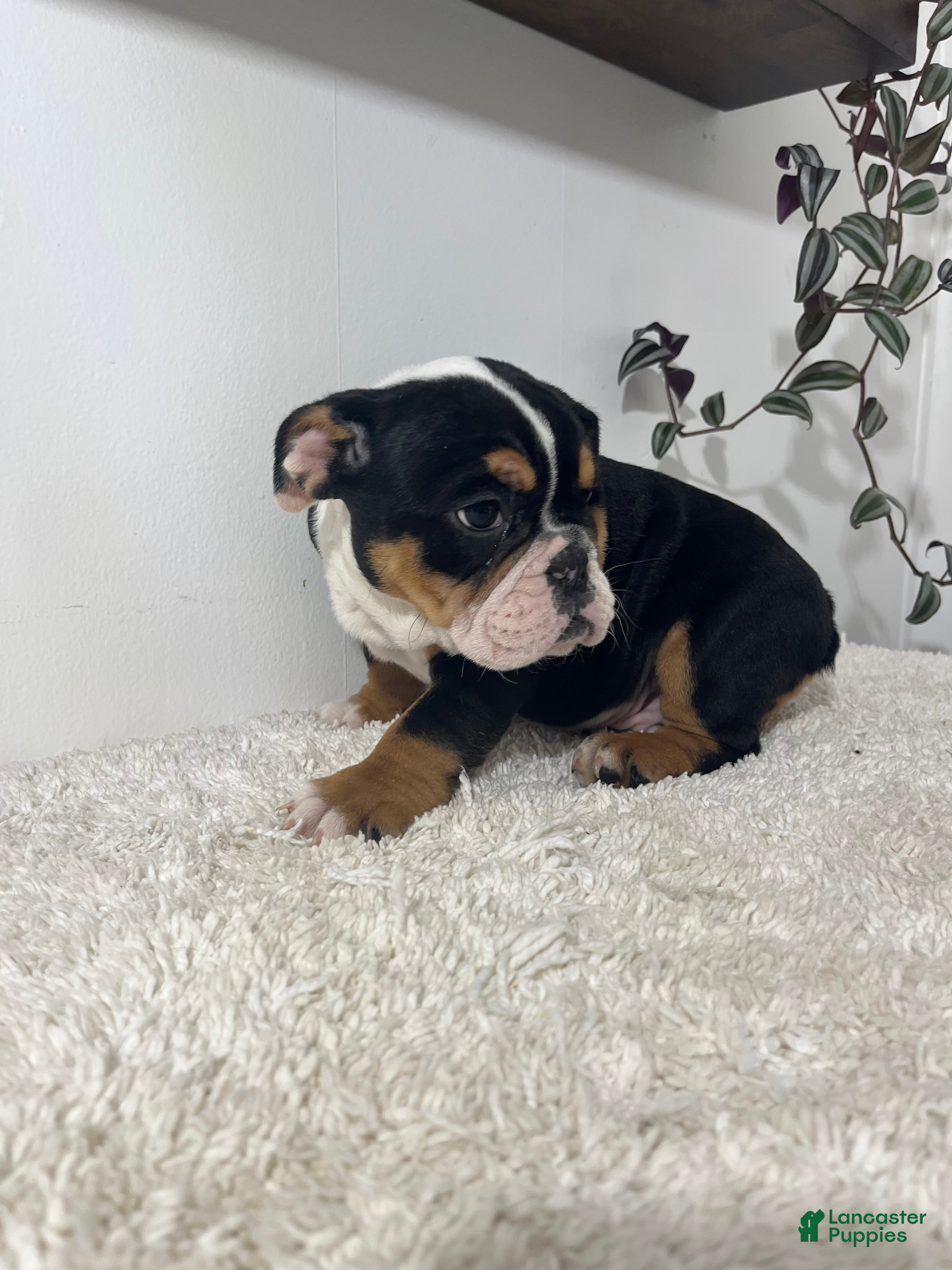 English Bulldog dogs Hank - Ad 2