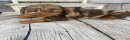 Miniature Dachshund dogs for sale: Abby - Ad 17