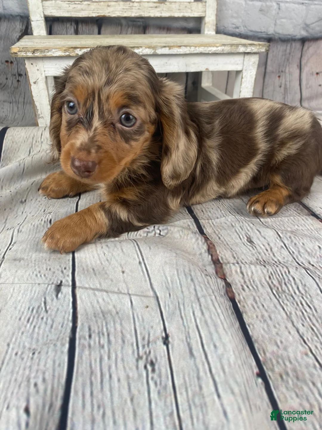 Miniature Dachshund dogs for sale: Abby - Ad 17