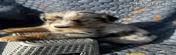 Australian Shepherd dogs for sale: Koda - Ad 2