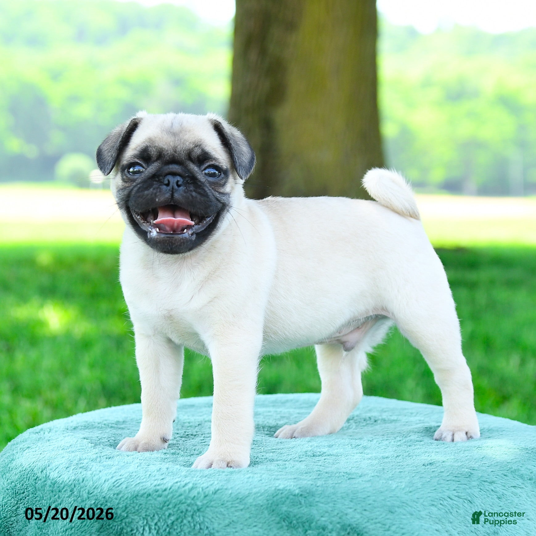 Pug dogs Samuel - Ad 2