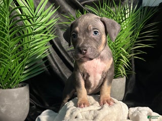 American Bully dogs - Ad 4