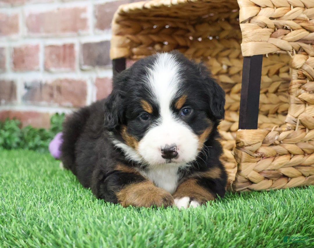 Bernese Mountain Dog dogs for sale: Ornament  - Ad 7