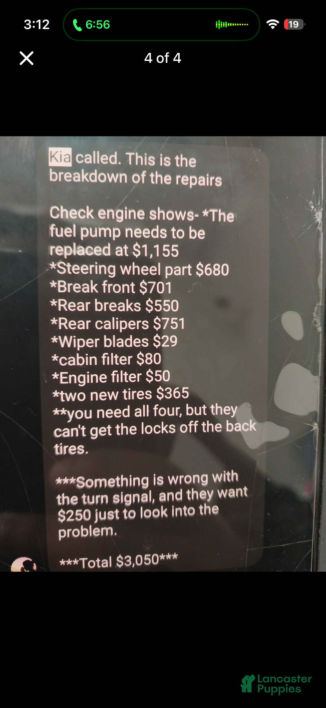 American Bully dogs for sale: Milli - Ad 15