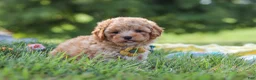 Yorkiepoo dogs for sale: Theo - Ad 2