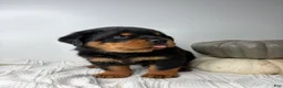 Rottweiler dogs for sale: Jose - Ad 5