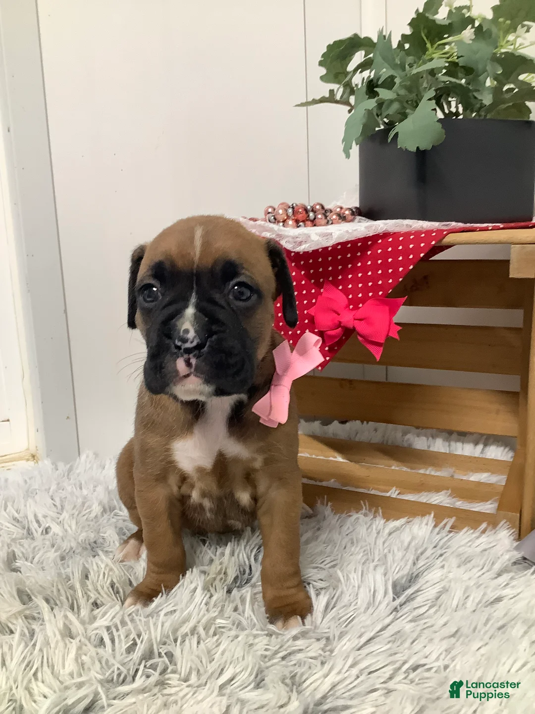 Boxer dogs for sale:  Cindy Puppy 2 - Ad 1